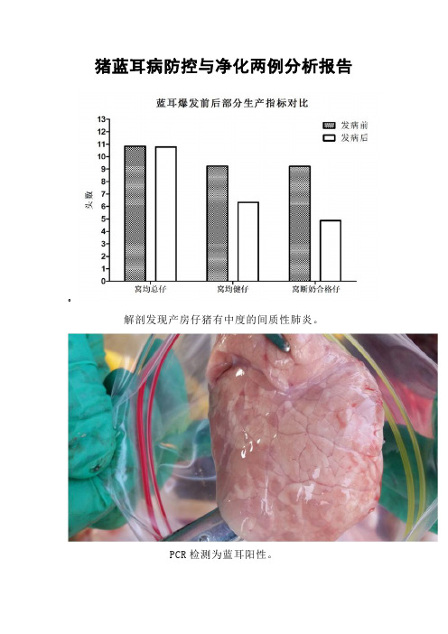 猪蓝耳病防控与净化两例分析报告