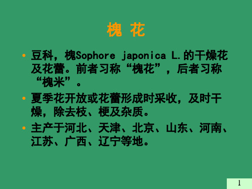 花类中药-1
