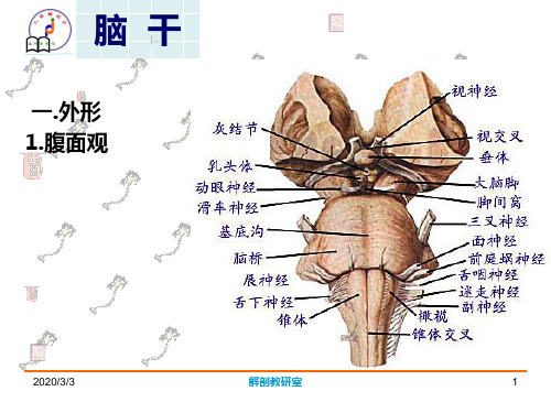 脑干(精品医学课件)