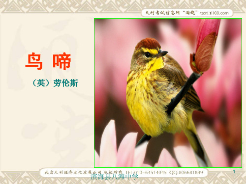 高中语文《鸟啼》ppt教学课件苏教版必修2ppt--高中语文
