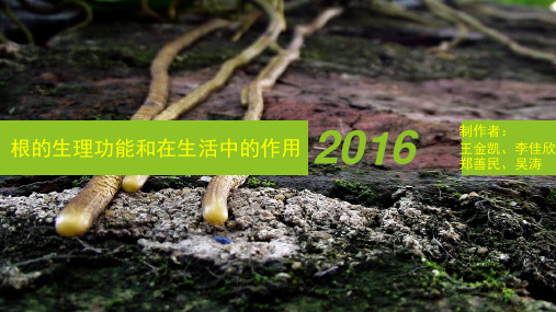 根的生理功能和应用