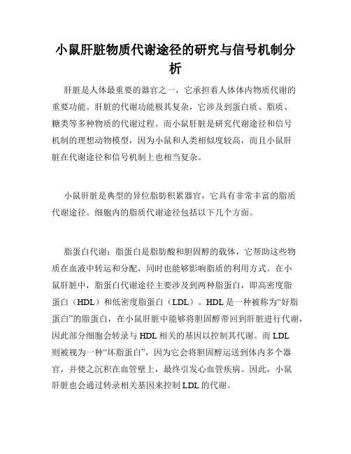 小鼠肝脏物质代谢途径的研究与信号机制分析
