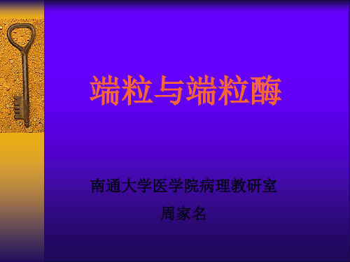 端粒酶课件