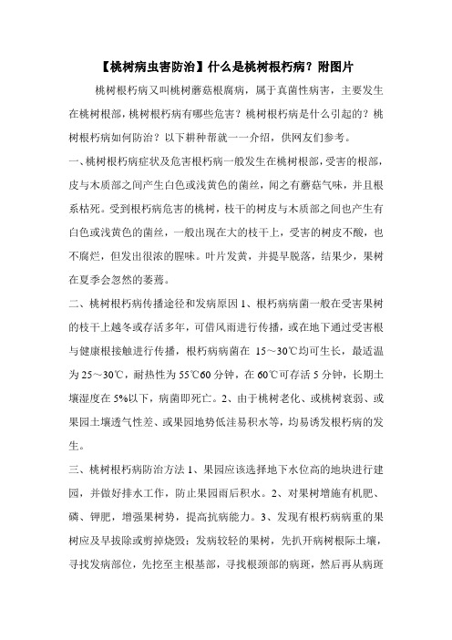 【桃树病虫害防治】什么是桃树根朽病？附图片