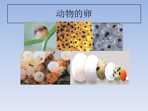 《动物的卵》PPT教学优秀课件1