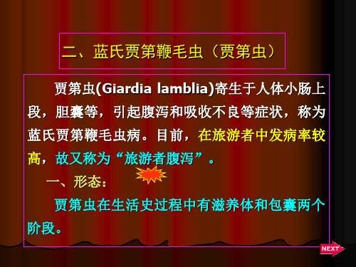 3、贾第虫
