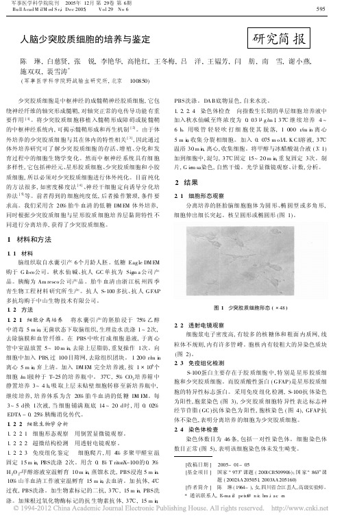 人脑少突胶质细胞的培养与鉴定