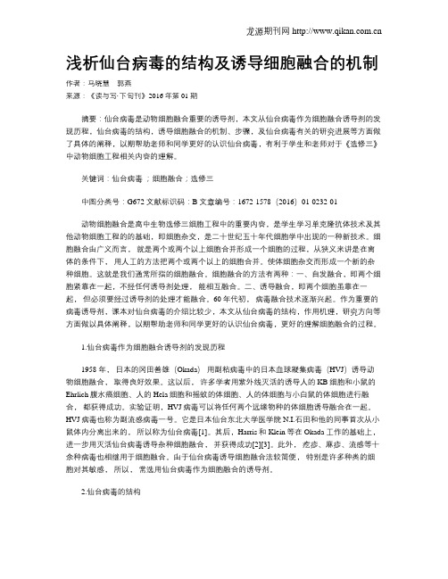浅析仙台病毒的结构及诱导细胞融合的机制
