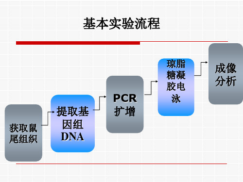 基因敲除小鼠的实验流程