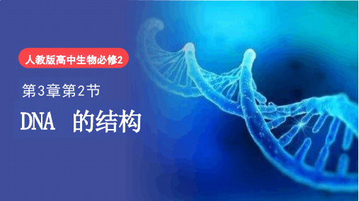 DNA的结构高一生物(31张PPT)