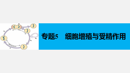 高考生物 二轮复习 专题5 细胞增殖与受精作用