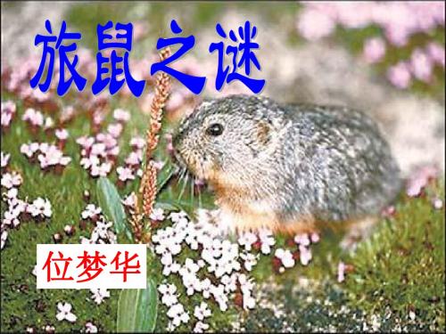 13《旅鼠之谜》ppt