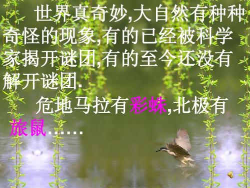 人教版初二语文八年级 《旅鼠之谜》 PPT课件