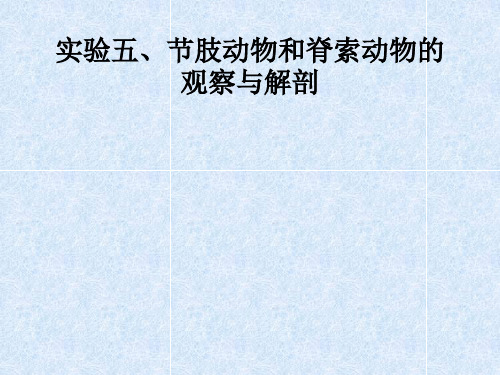 实验六、节肢动物和脊索动物的观察与解剖