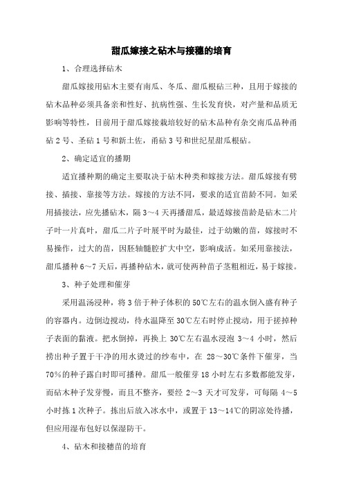 甜瓜嫁接之砧木与接穗的培育