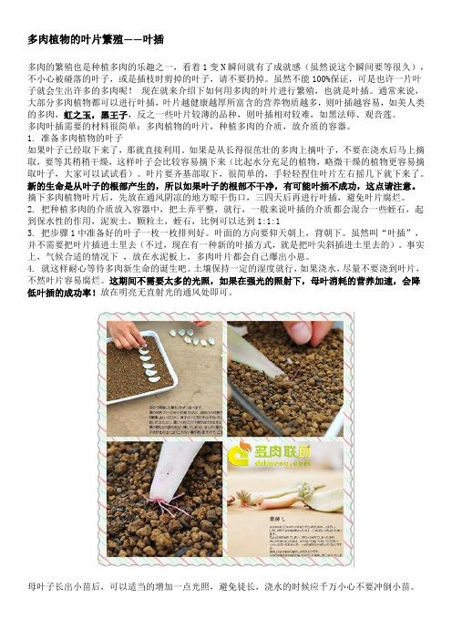 多肉—叶插