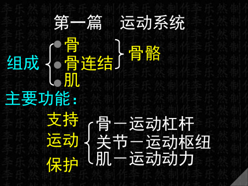 骨概述-运动系统彩色图谱