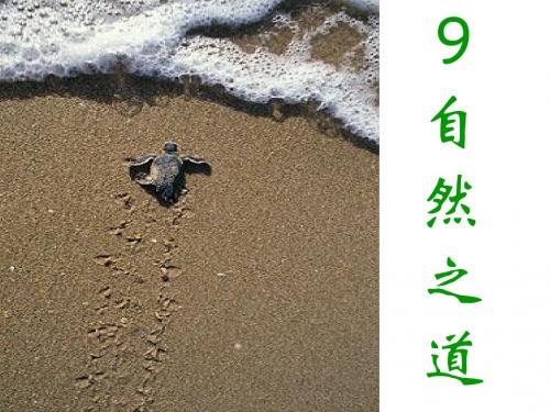 新课标人教版第八册语文自然之道优秀课件