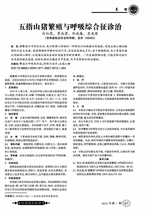 五指山猪繁殖与呼吸综合征诊治