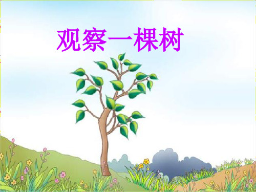 四年级上册科学-观察一棵树优秀课件鄂教版