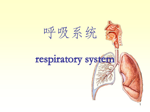 呼吸系统PPT课件