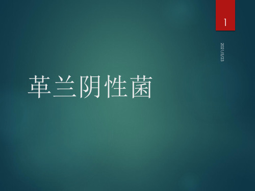 革兰氏阴性菌