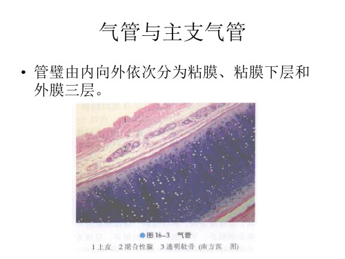 气管支气管肺组织学