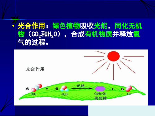 测定水稻、大豆光合作用
