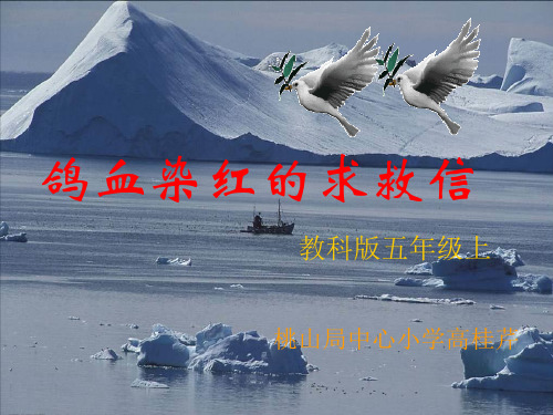 艳子鸽血染红的求救信