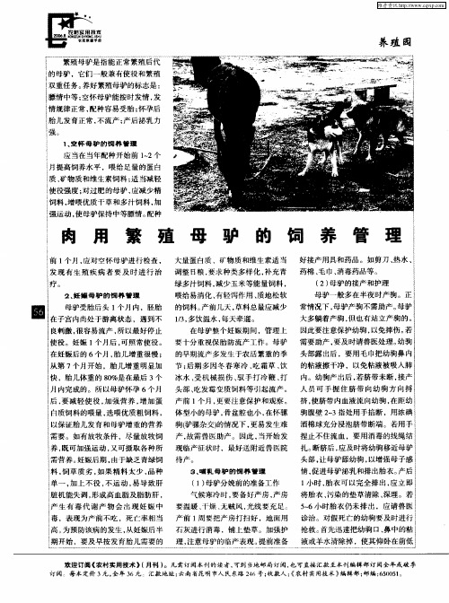 肉用繁殖母驴的饲养管理