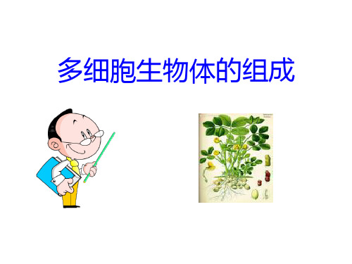 最新苏教版七年级生物上册《多细胞生物体的组成》ppt教学课件