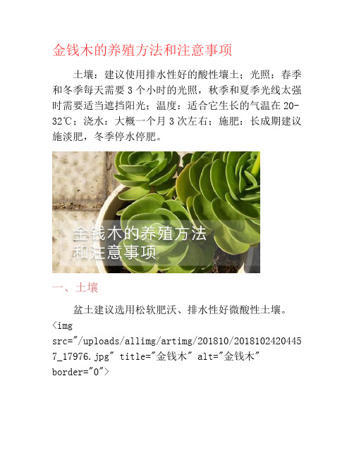 金钱木的养殖方法和注意事项-养花技巧