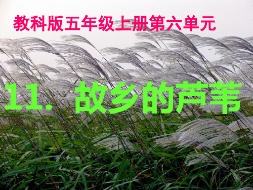 故乡的芦苇 课件