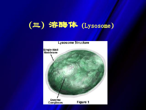 4、溶酶体、线粒体