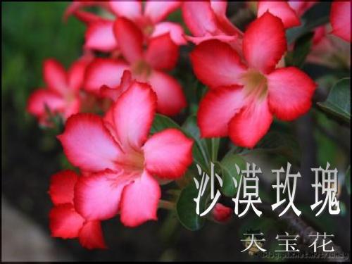 沙漠玫瑰PPT
