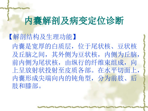 内囊基底神经节间脑的解剖