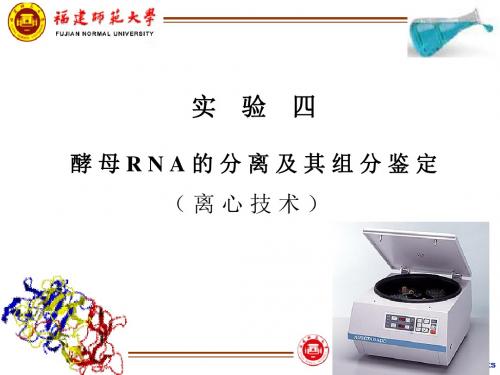 5酵母核糖核酸的分离及组分鉴定