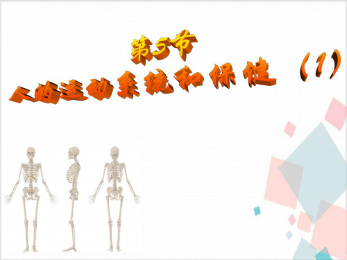 人的运动系统和保健-ppt下载