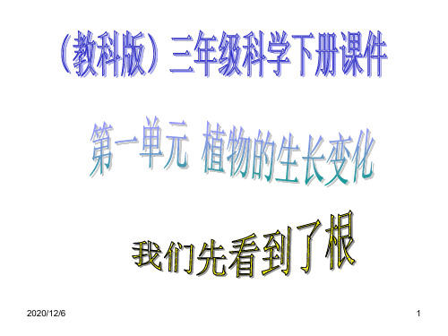我们先看到了根-(教科版)三年级科学下册精品PPT教学课件