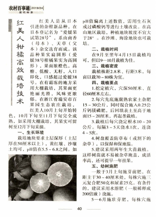 红美人柑橘高效栽培技术