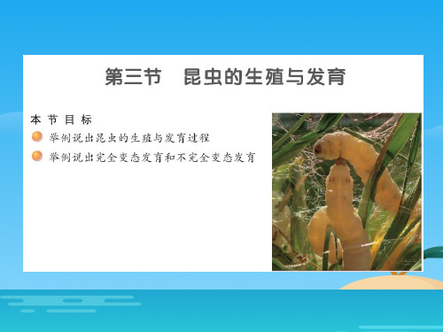 《昆虫的生殖与发育》PPT[优秀课件资料]