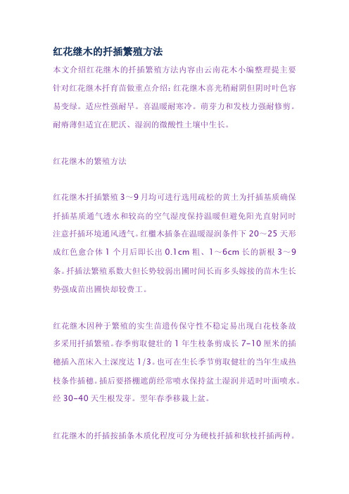 红花继木的扦插繁殖方法