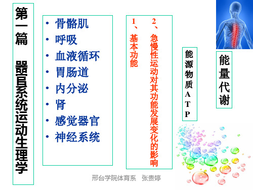运动生理学 肌肉活动