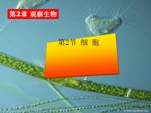 浙教版科学《细胞》ppt7