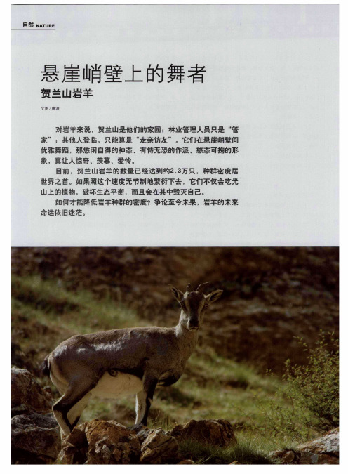 悬崖峭壁上的舞者贺兰山岩羊