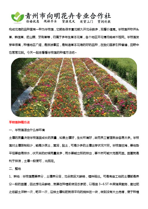 半枝莲小苗种植方法介绍