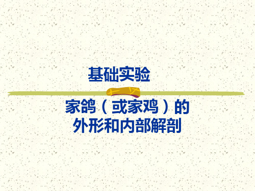 家鸽或家鸡的ppt课件