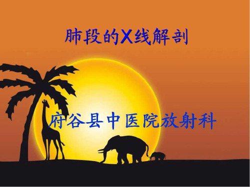 肺段的X线解剖