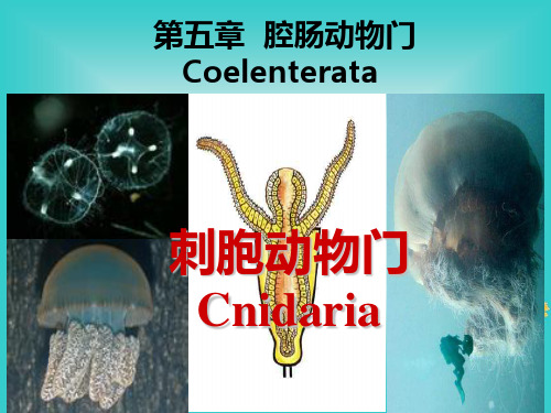 刺胞动物门