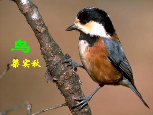 最新人教版-初一语文七年级上册18《鸟》课件